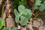 Violet woodsorrel